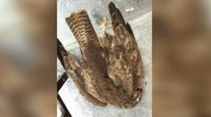 Streľba pri škôlke za bieleho dňa. Poľovník zabil chráneného dravca