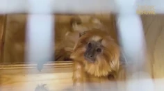 Ukradli ju pred 11 rokmi. Opicu z francúzskej zoo našli na Slovensku, vrátila sa domov