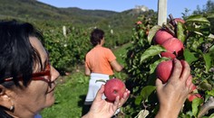 V Európe jeme „toxické ovocie“, tvrdia vedci. Odborníci radia, ktoré nakupovať