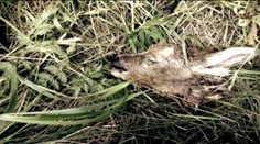 Pri kosení trávy stále častejšie tečie krv