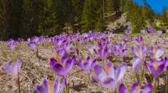 Tatry menia farbu: Z bielej na fialovú. Nájdete tam niečo, čo nikde inde na svete