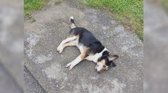 Nepochopiteľná krutosť. Muž zastrelil z okna neškodného túlavého psa, ktorého si obľúbila celá dedina