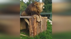 Šelmy z ranča pri Žiline neusmrtia. Zrejme skončia v zoo