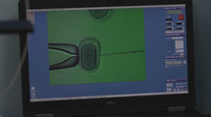 Umelé oplodnenie stojí nemalé peniaze. Pre mnohé ženy pritom ide o jedinú šancu na vlastnú rodinu