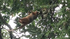 Obrovský pytón v akcii. Video ukazuje život v prírode, kde prežije len silnejší