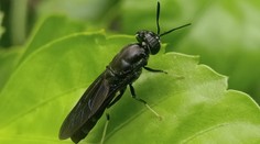 Biologicky rozložiteľný plast by sa mohol vyrábať z mŕtvych múch