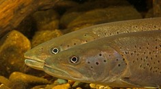 Skvelá správa z východu Slovenska: Rybári hlásia návrat kráľovnej našich riek