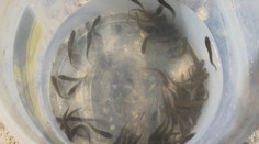 Na Ružíne vypustili tisíce násad obľúbenej ryby. O pár rokov by mala byť vhodná na lov