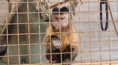 MiniZOO v Žiline chcú zrušiť, ľudia sa búria. Zvieratá v nej vraj žijú v neprijateľných podmienkach