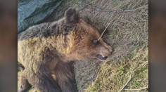 Poliaci vyšetrujú, odkiaľ sa u nich vzala zastrelená medvedica. Mohla prísť aj zo Slovenska