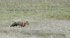 Prípad besnoty na východnom Slovensku. Nebezpečné ochorenie objavili u líšky