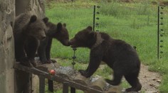 KDH nesúhlasí s ústavným zákonom o medveďoch, predkladá vlastný návrh