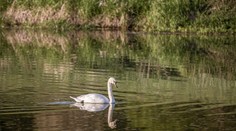 Vtáčia chrípka na Záhorí: Našli uhynutú labuť infikovanú vírusom