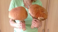 Hubári ukazujú prvé skvosty. Hríby, ktoré určite potešia vaše oči