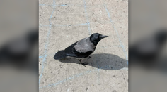 Obec pri Trnave pátra po vrane: Môže byť nepredvídateľná