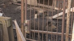 Pozreli sme sa na miesto na okraji Bratislavy, kde žijú zvieratá v otrasných podmienkach