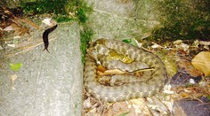 Vretenica na Železnej studienke? Spýtali sme sa odborníka