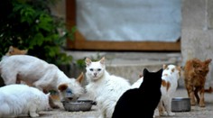 Polícia v Číne zachránila pred zjedením tisíc mačiek. Mali skončiť v regáloch ako bravčové mäso