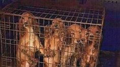 Otrasný prípad z Chynorian. Muž (64) choval psov v klietkach. Hladovali a jedli vlastné výkaly