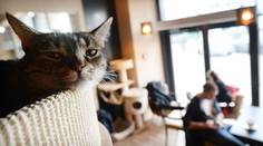 Zviera na Slovensku už nebude vec, ale cítiaca bytosť