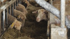 Repelenty proti kliešťom používa čoraz viac chovateľov oviec a kôz. Vakcína ešte len čaká na registráciu