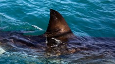 V Egypte zabíjal žralok. Špekuluje sa, že ho prilákala obchodná loď