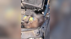 Mačiatko sa v Prievidzi uvarilo pod kapotou. Trvalo šesť hodín, pokiaľ policajti našli majiteľa auta