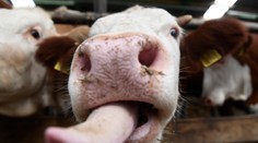 Zlikvidujú im chovy alebo ich ušetria? Farmári na juhu Slovenska si sami naordinovali karanténu