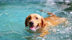 Priveľa vody môže ublížiť. Intoxikácia základnou tekutinou ohrozuje aj psy