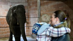 Na juhu stredného Slovenska mali netradičnú policajnú pátračku. Na ceste hľadali slona