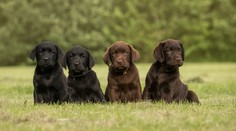 Česko šokuje obrovský podvod so šteňatami. Dvojici mužov naleteli stovky ľudí