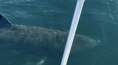 Virálne video vyvolalo pobúrenie: Mladíci skákali z lode na obrovského žraloka