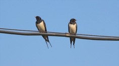 Žili s nami odnepamäti, no stáva sa z nich rarita. Lastovičky si ľudia často pletú s belorítkami či dážďovníkmi