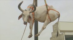 Chystajú ich na jatky. Pozrite si video, ako žeriav zniesol dobytok pri príprave na Sviatok obety