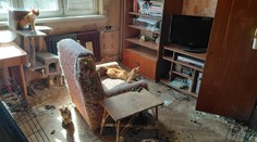 FOTO: Prázdne misky, zápach čpavku a 18 trpiacich zvierat. Z ich „domova“ sa stalo miesto utrpenia