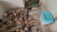 V dome sme našli vyše 60 zanedbaných psov. Žena ich predávala na internete, teraz jej hrozí väzenie