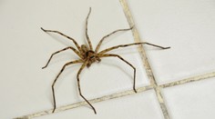 Zamestnancov pražského supermarketu vystrašil obrovský pavúk. Vyliezol z krabice od banánov