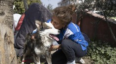 VIDEO: Nezničiteľný pes. Tureckí záchranári vytiahli z trosiek živého huskyho tri týždne po zemetrasení