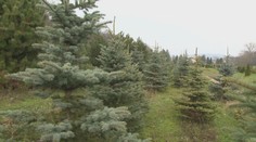 Vianočné dekorácie aj so stromčekmi už dorazili do obchodov. Pozrite si tohtoročné trendy