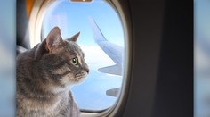 Chcete cestovať s domácim miláčikom v lietadle? Prečítajte si, čo všetko musíte zariadiť