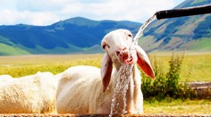 Pozor na pitný režim! Čakajú nás horúce a najmä suché dni