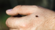 Hygienici varujú ľudí v okolí Komárna na množstvo kliešťov. V týchto lokalitách je to najhoršie