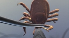 Invázia kliešťov na Slovensku: Zoológovia dokonca riešia kuriózny prípad