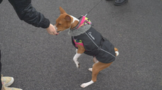 Psie bundy či pršiplášte nie sú iba pre parádu. Tieto psy počas zimy treba obliekať