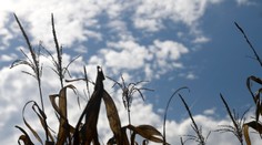 „Žltého zlata“ je málo. Mliečnych výrobkov tak bude na trhu menej a budú drahšie