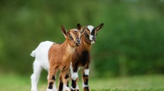 Riaditeľ mexickej zoo na párty servíroval mäso z chránených trpasličích kôz