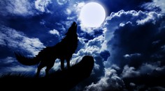 Vlkodlačia diéta je hitom. Za deň vraj schudnete tri kilá