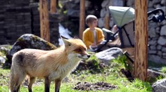 V Bobroveckej doline líška napadla dve osoby. Zdržujú sa pri ľuďoch a strácajú plachosť