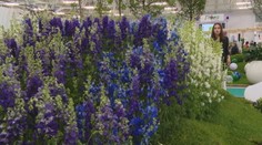 Tohtoročným kvetom Flóry je delfínium. Predstavili viacero odrôd v rôznych farbách