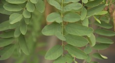 Účinky údajne „najzdravšej rastliny na svete“ na sebe vyskúšal pán Zoltán